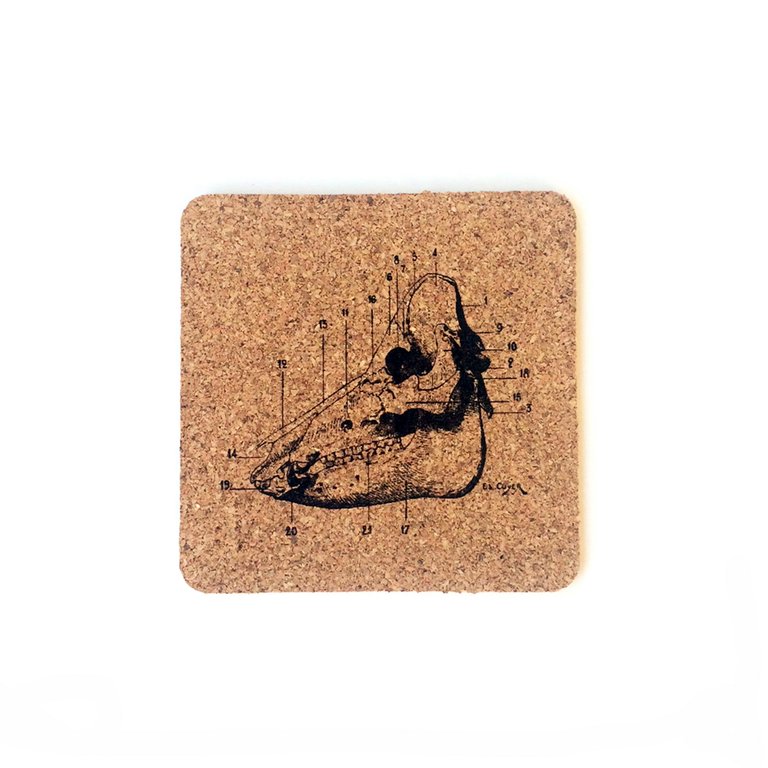 6pc. Cork Coasters: Animal Anatomy
